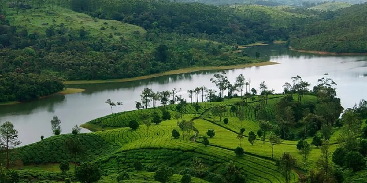 Manicured tea bushes carpeting the steep hills of Munnar, Kerala