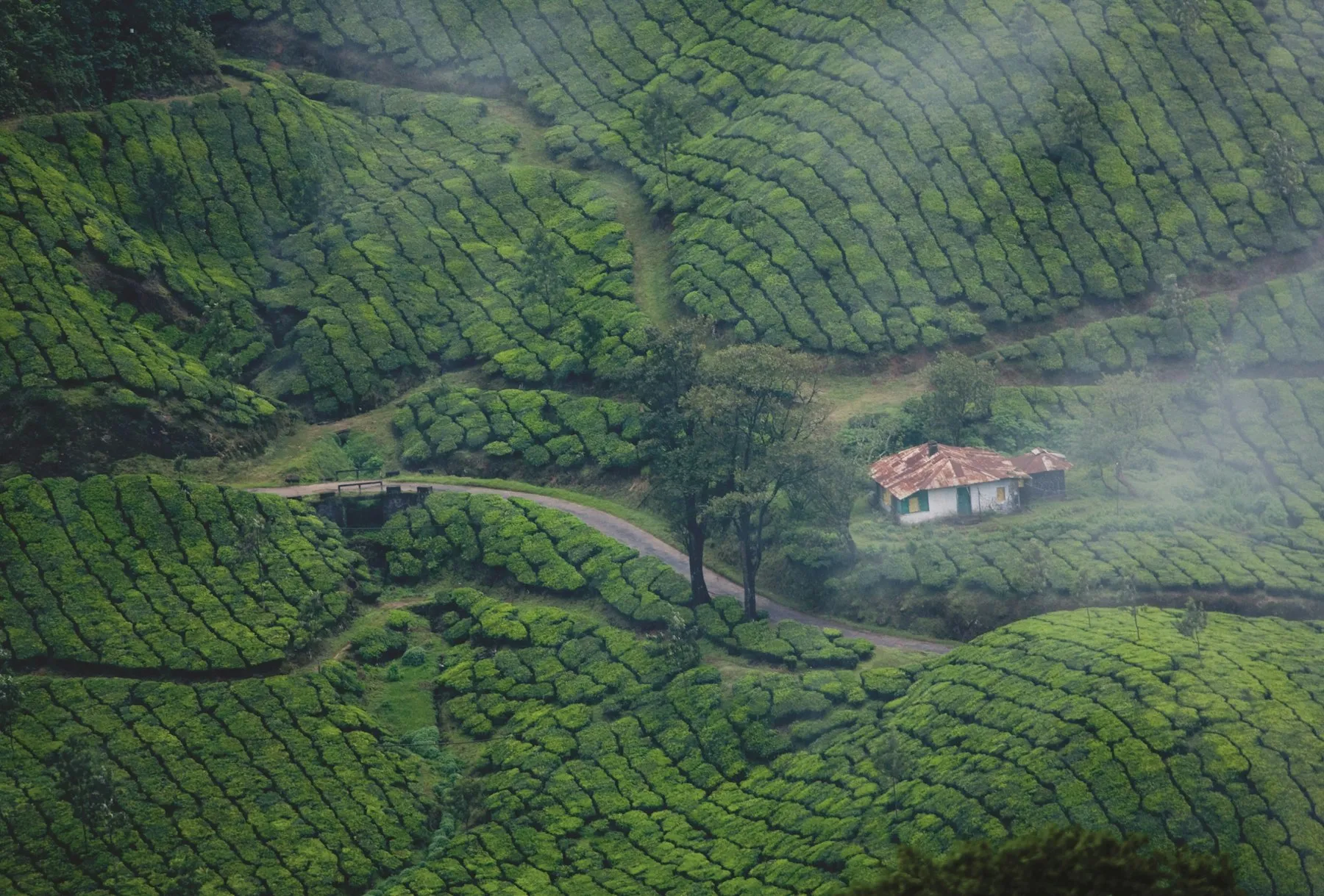 Manicured tea bushes carpeting the steep hills of Munnar, Kerala