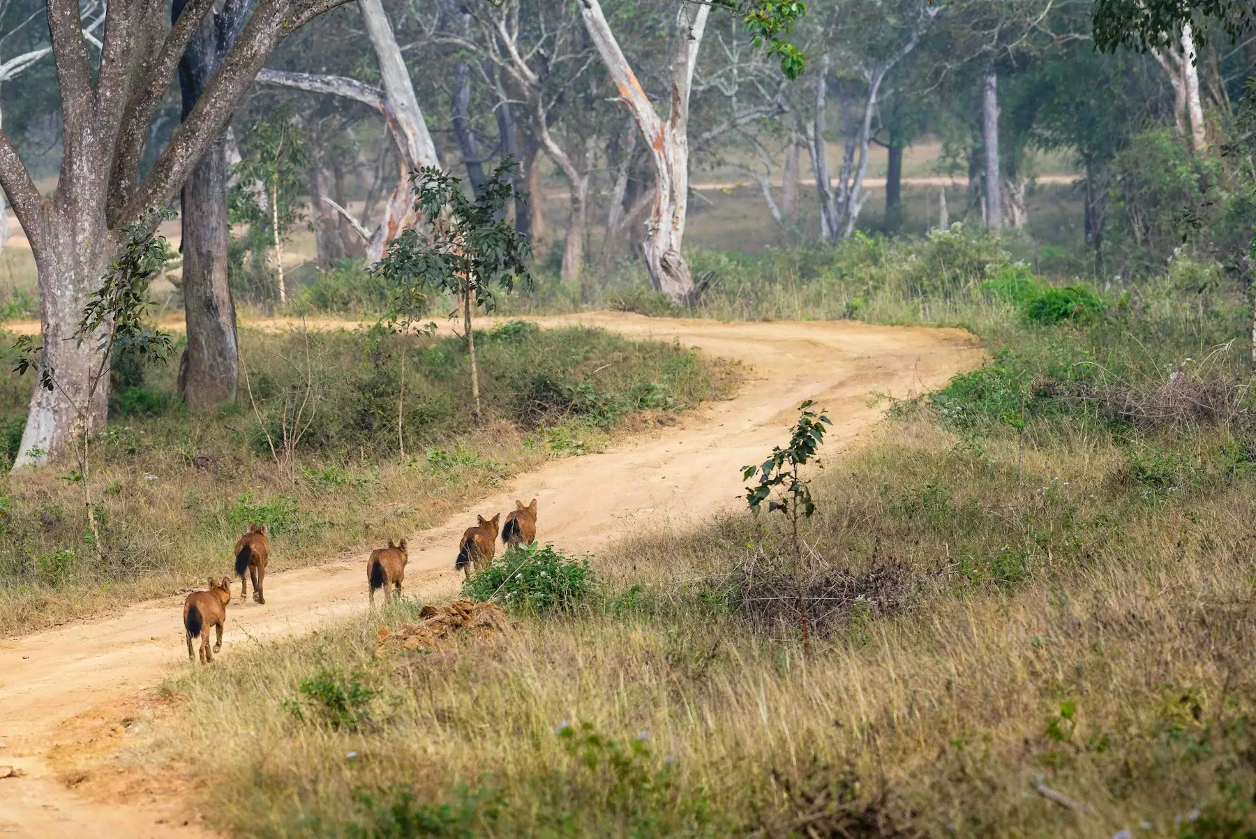 Wild elephants on a forest track in the Nagarhole-Bandipur landscape of southern Karnataka
