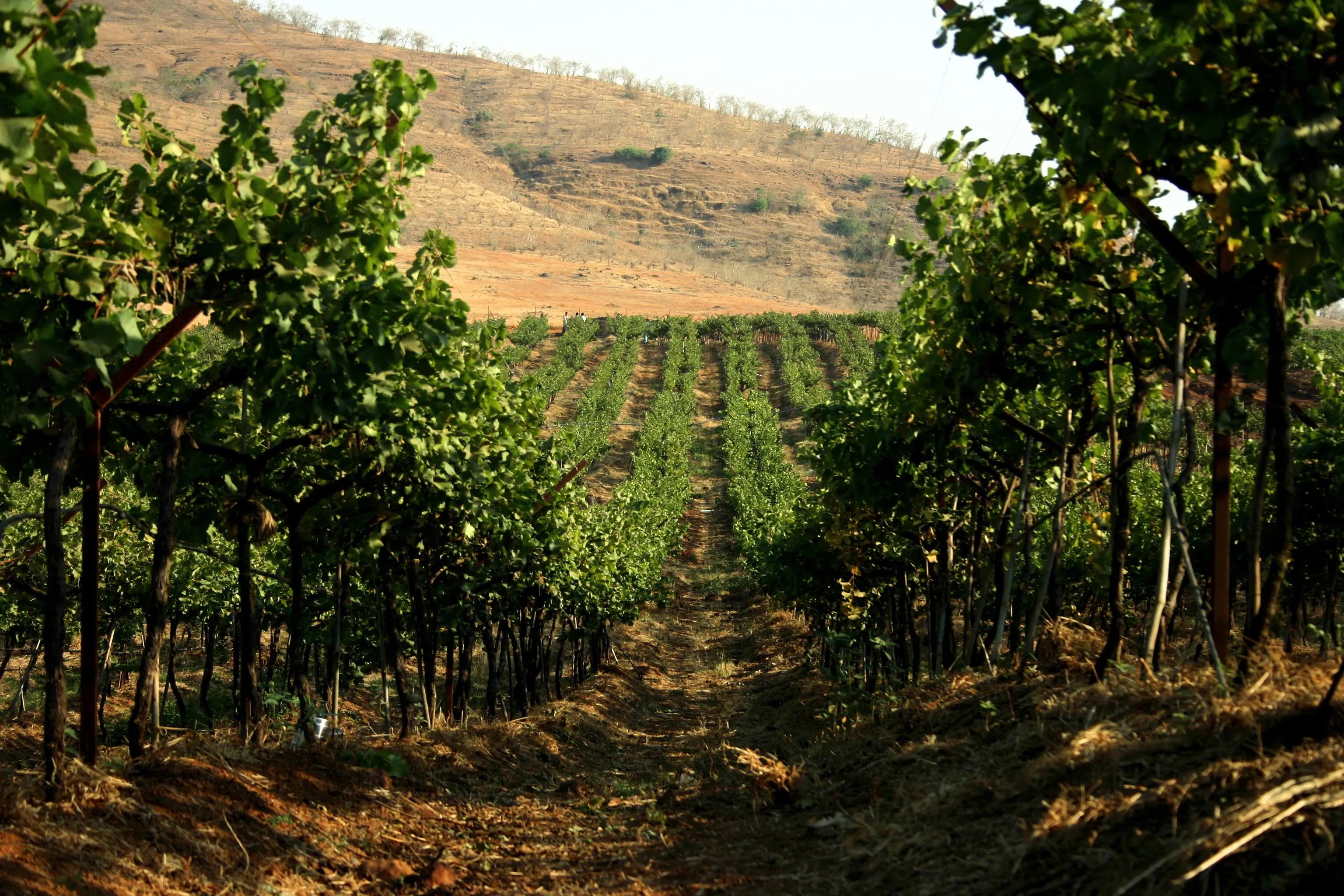 Sula's estate vineyards near Nashik in Maharashtra