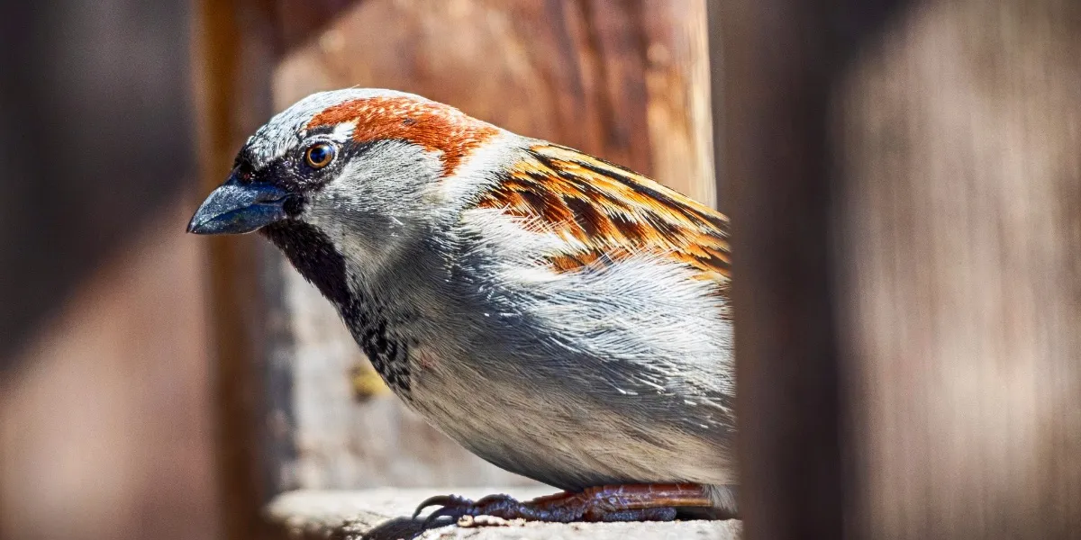 The forests of Namdapha and the broader North East, India's most rewarding endemic-bird country