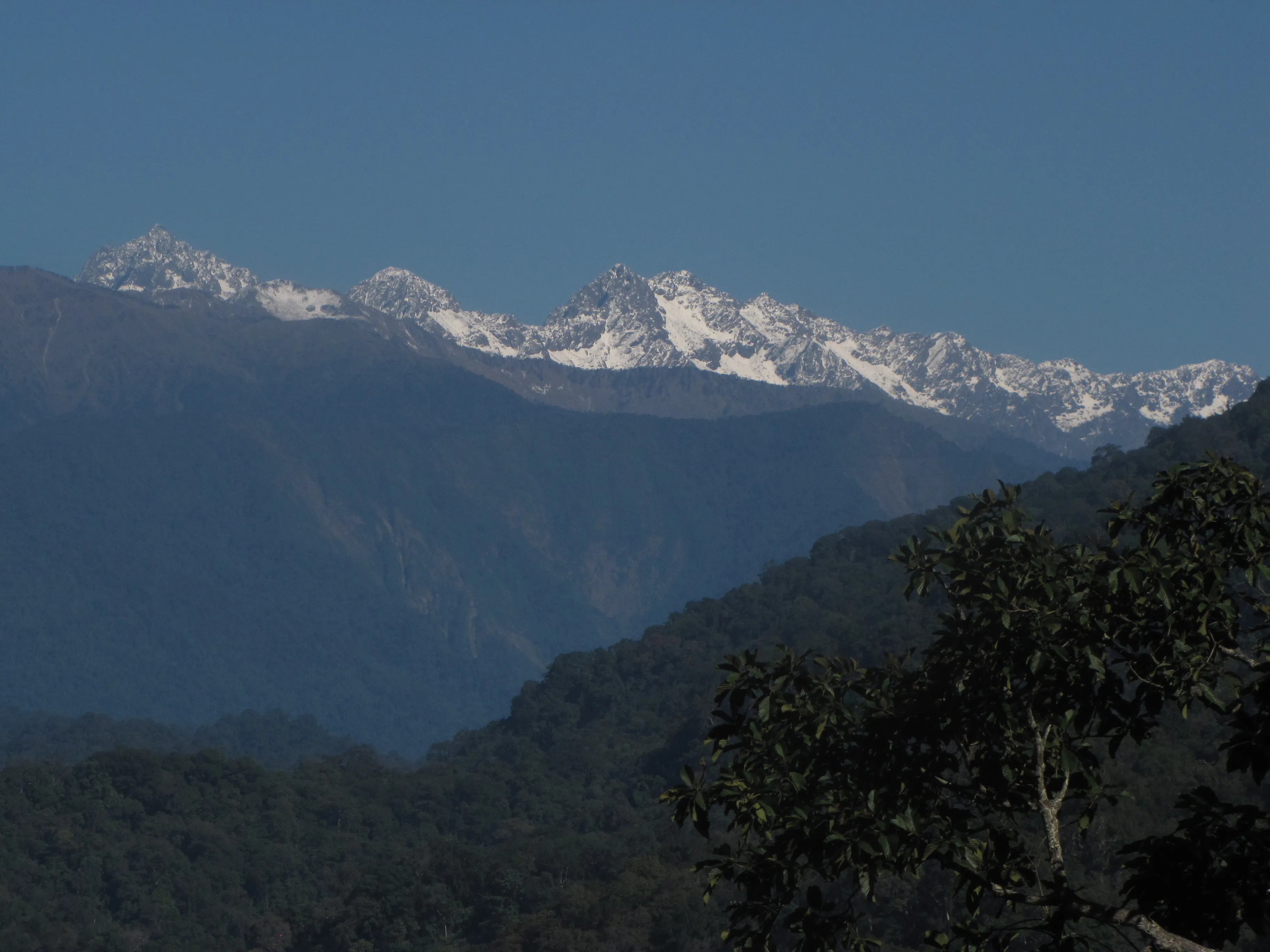 The forests of Namdapha and the broader North East — India's most rewarding endemic-bird country