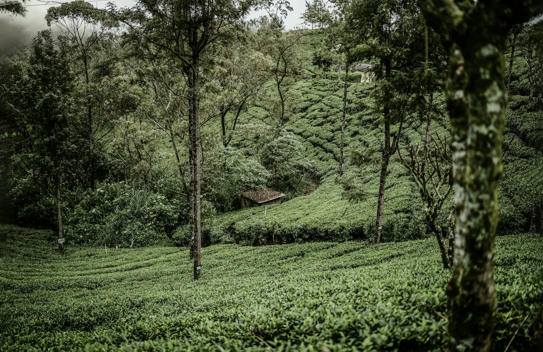 A view across Nuwara Eliya and Sri Lanka's hill-country tea estates
