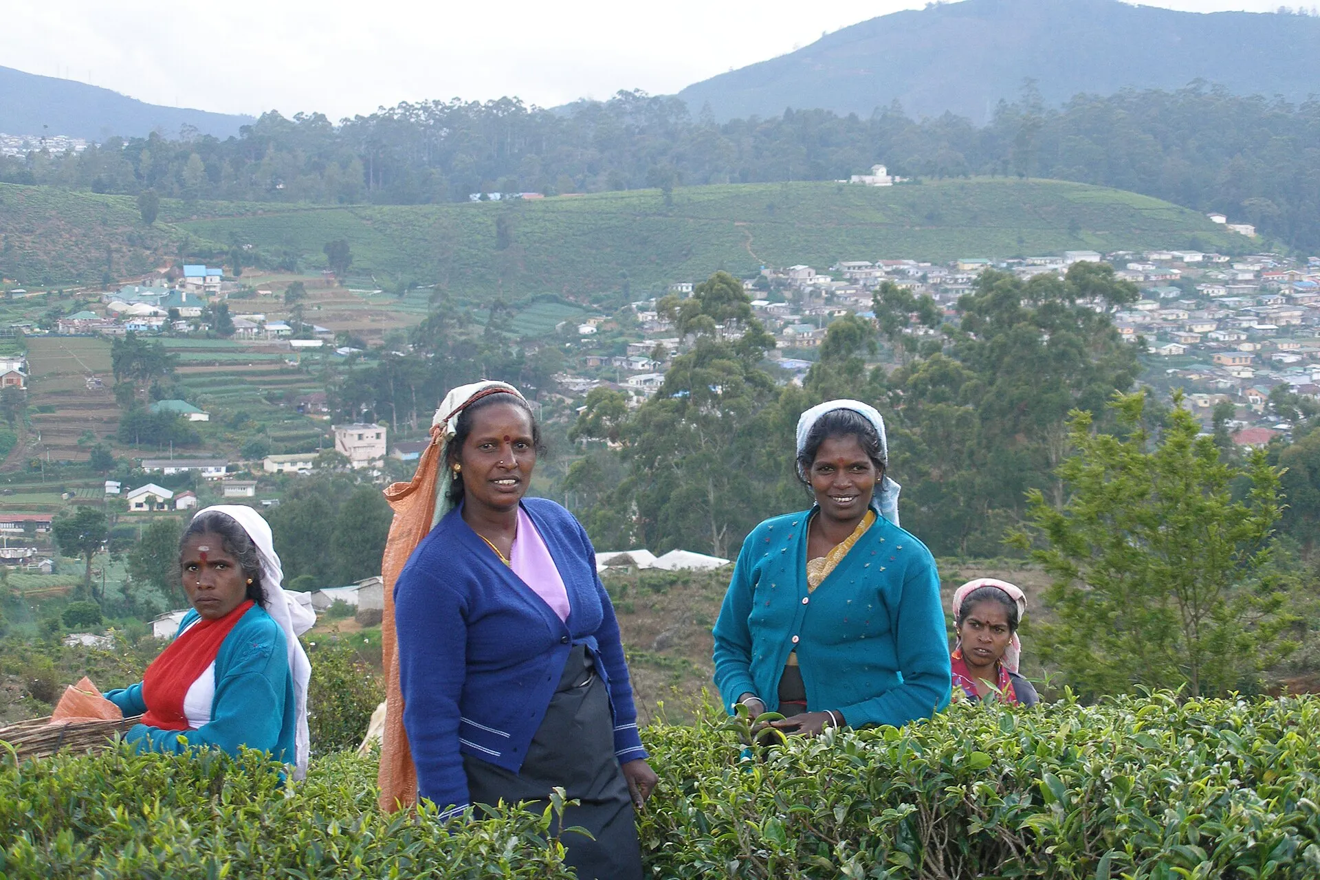 Tea plantation slopes near Nuwara Eliya in the Sri Lankan hill country