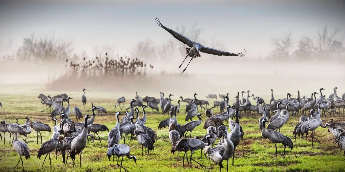 The Phobjikha Valley in Bhutan in autumn, winter home of the black-necked crane