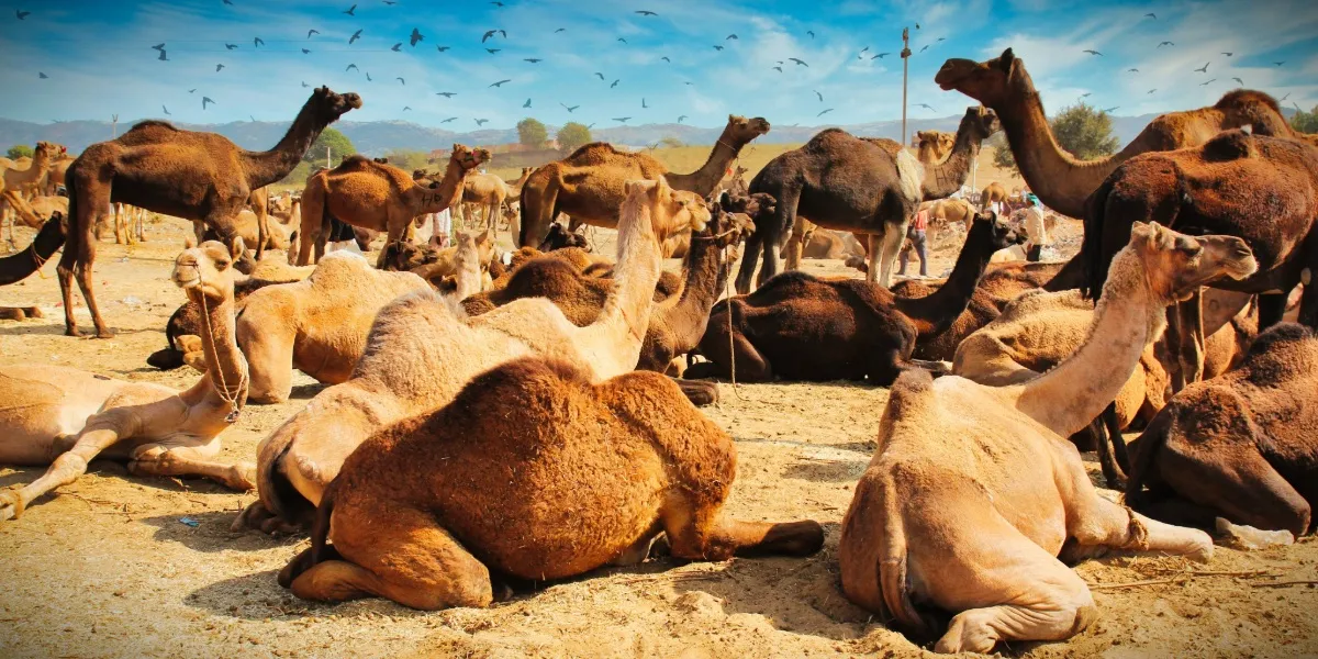 Camels and herders gathered on the sands of the Pushkar Camel Fair in Rajasthan