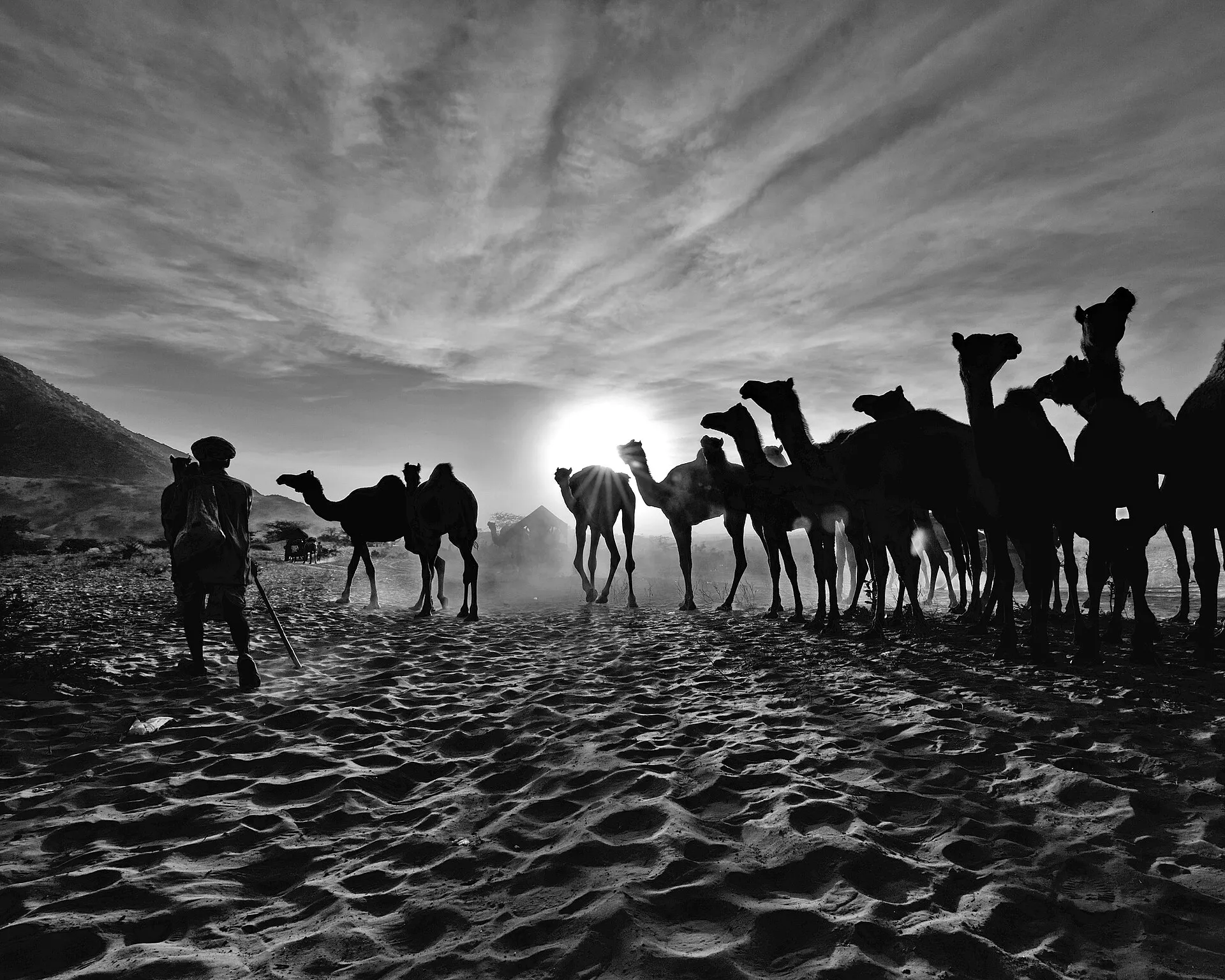 Camels and herders gathered on the sands of the Pushkar Camel Fair in Rajasthan