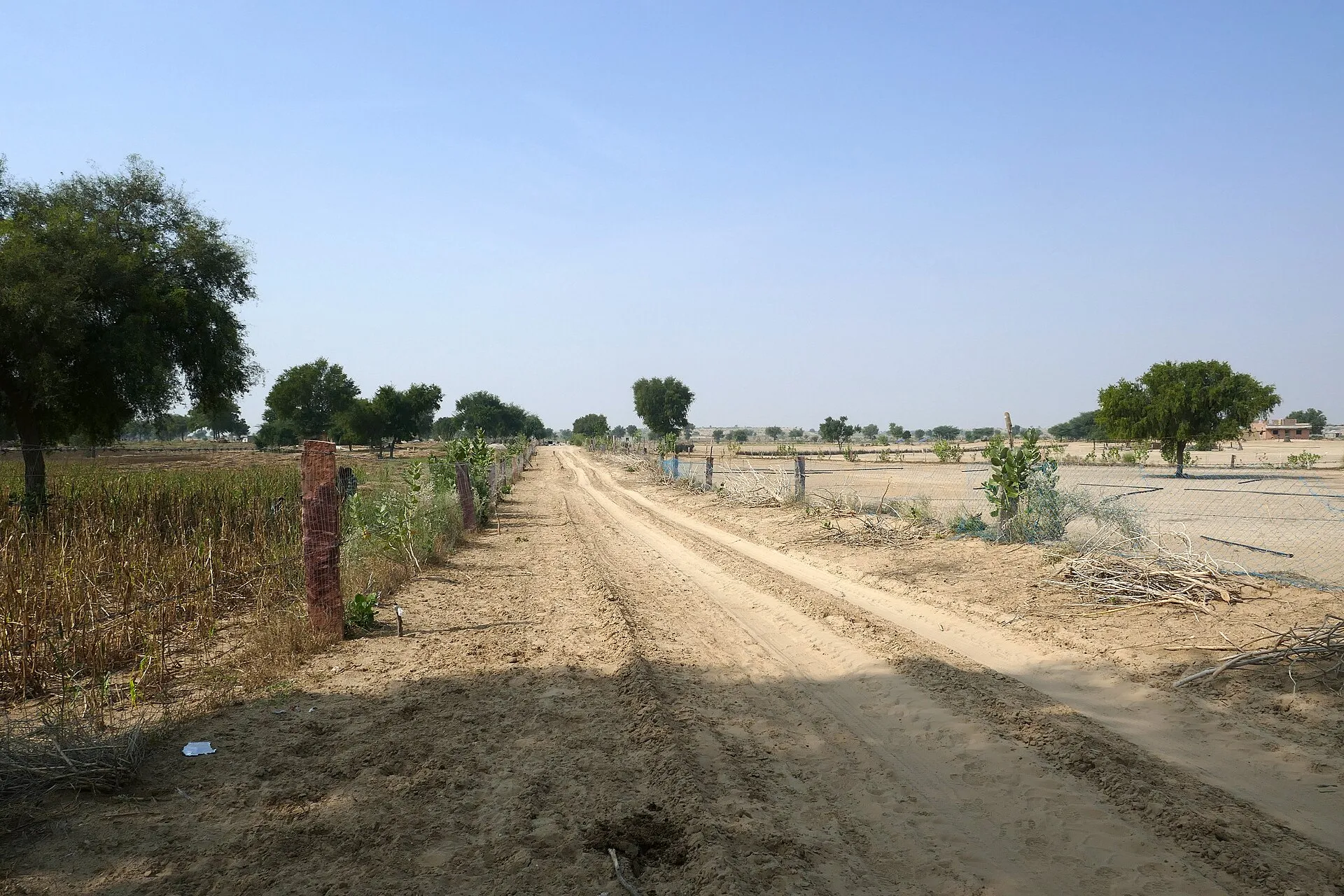 An empty road running through the sandy scrubland of the Thar Desert in Rajasthan