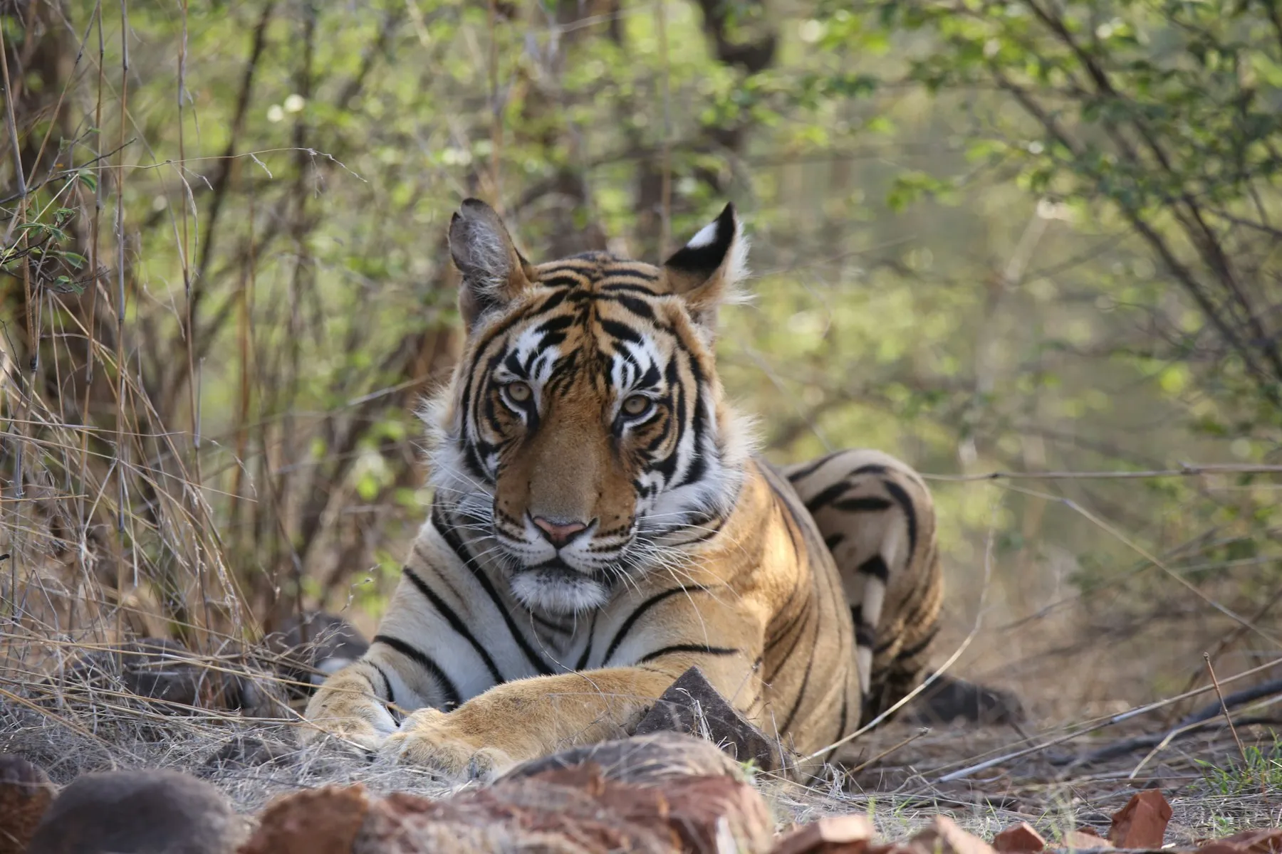 A Bengal tiger resting in the dry deciduous forest of Ranthambore National Park