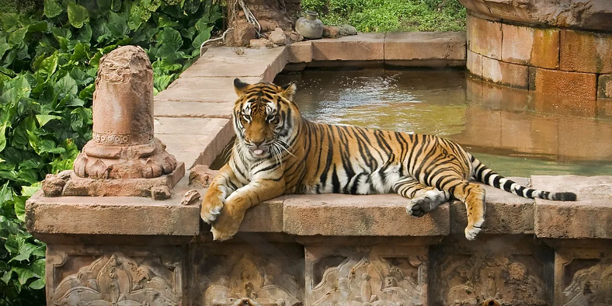 A Bengal tiger walking through the dry grassland of Ranthambore National Park