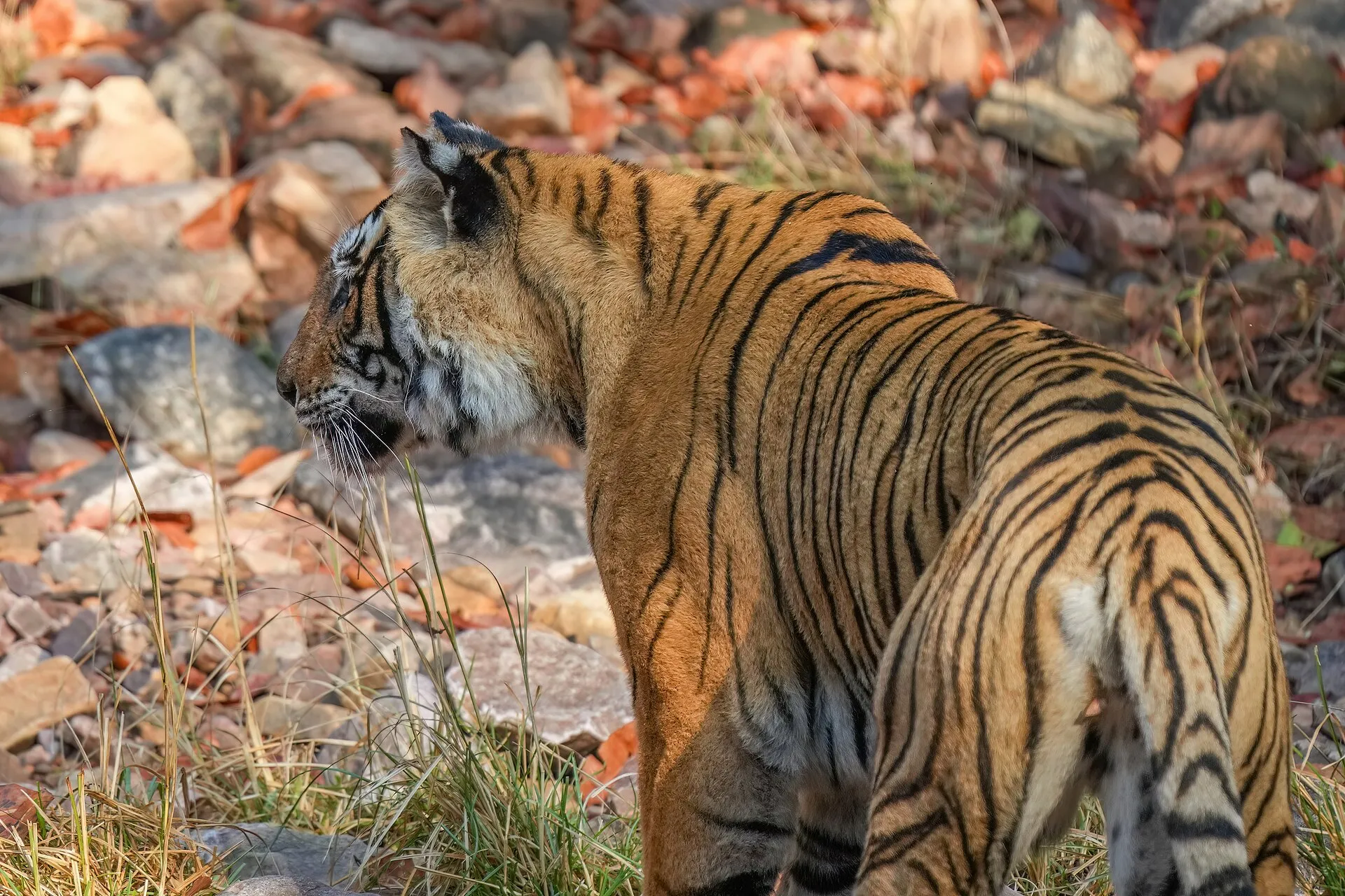 A wild Bengal tiger in dry scrub at Ranthambore National Park