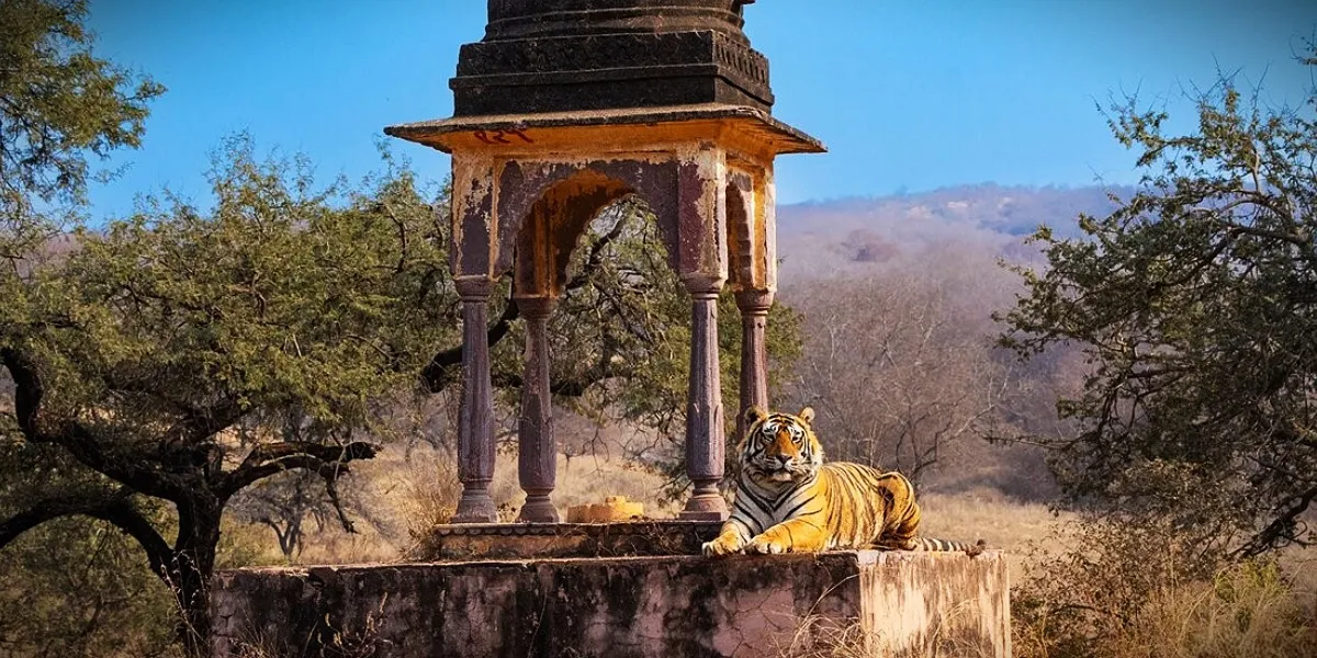 A Bengal tiger resting in the dry deciduous forest of Ranthambore National Park
