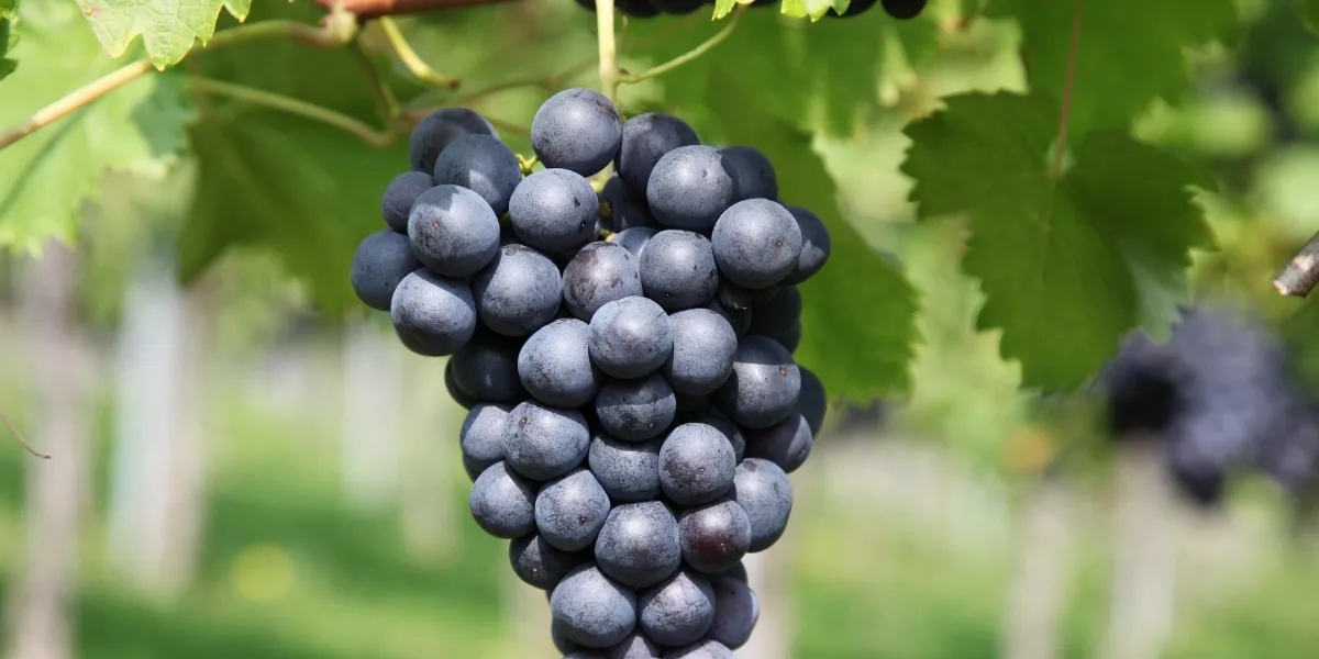 The hills around Pune that hold the vineyards of Sangli and the broader Maharashtra wine country