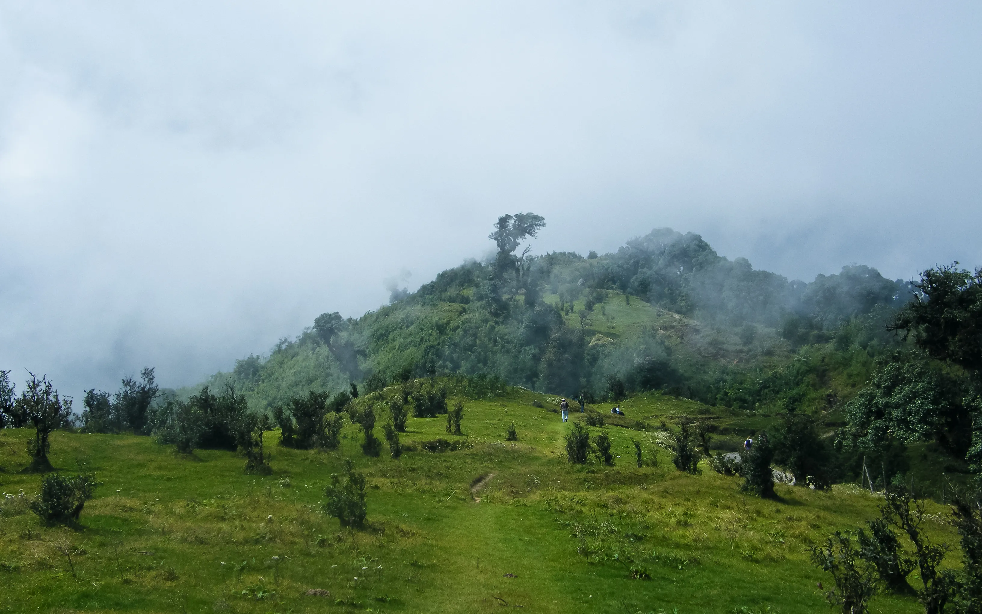 The high-altitude meadows of Singalila National Park along the Darjeeling-Sikkim ridge