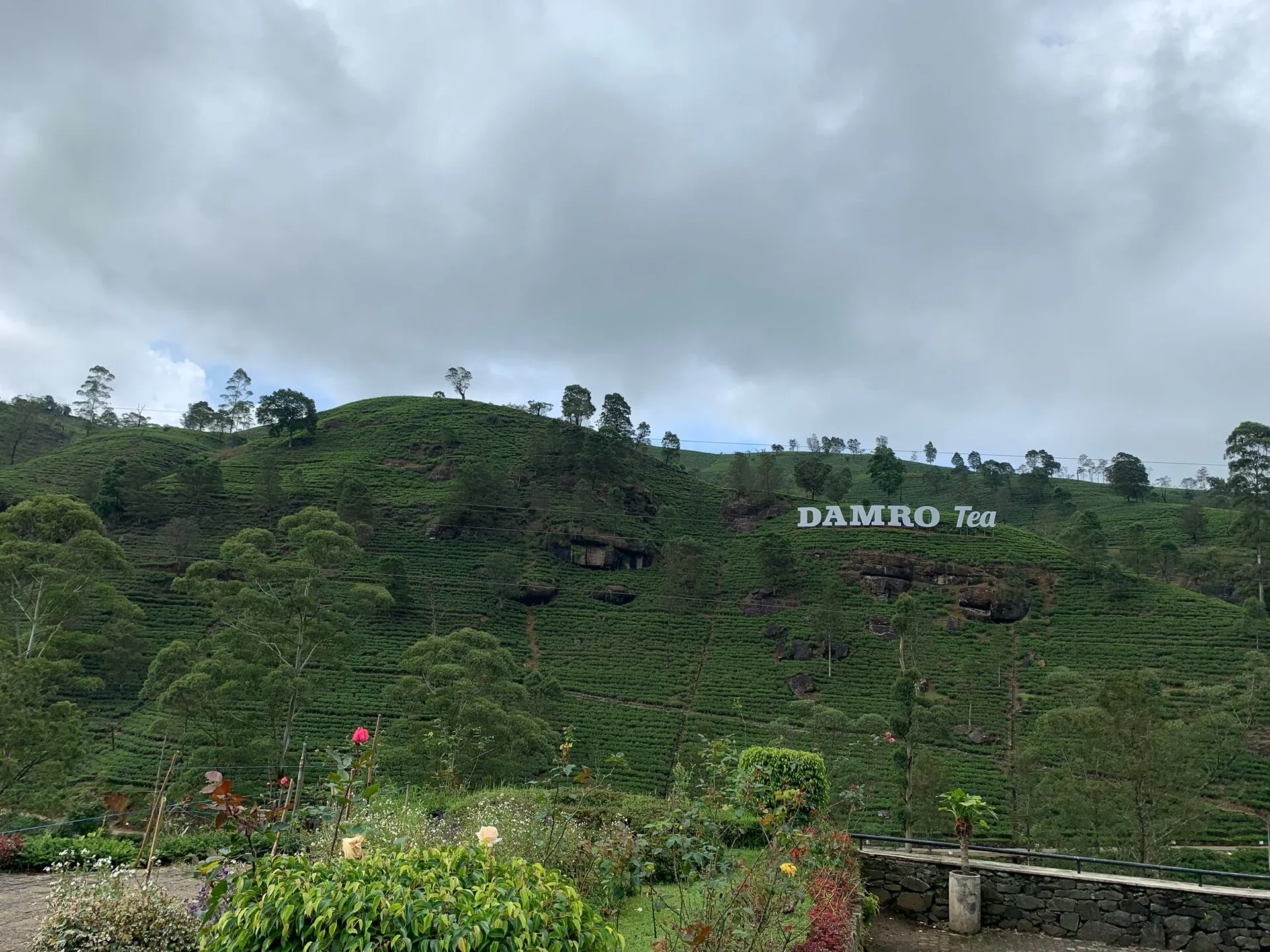 Rolling tea estate in the hill country near Nuwara Eliya, Sri Lanka