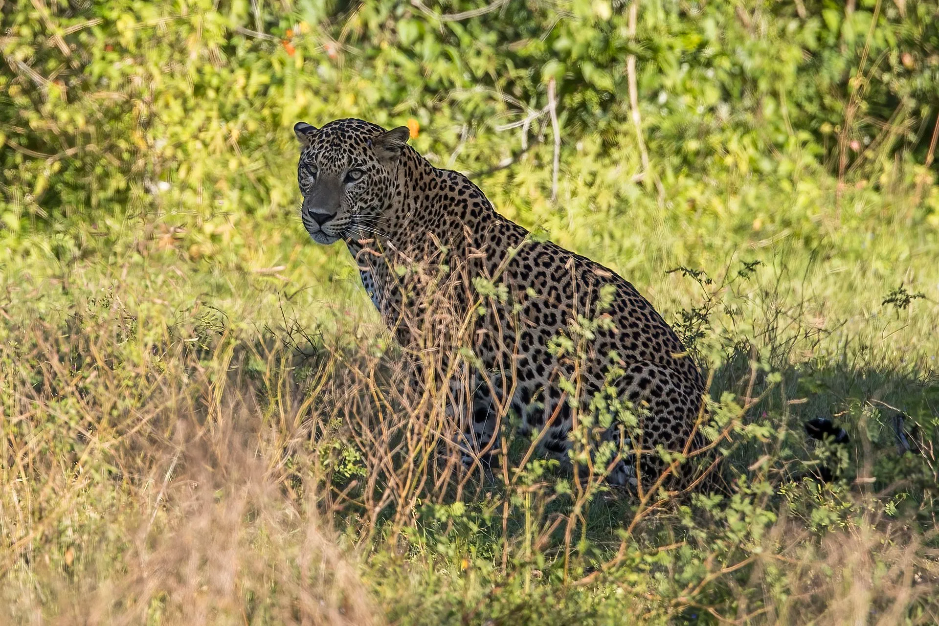 A male Sri Lankan leopard resting in the wild