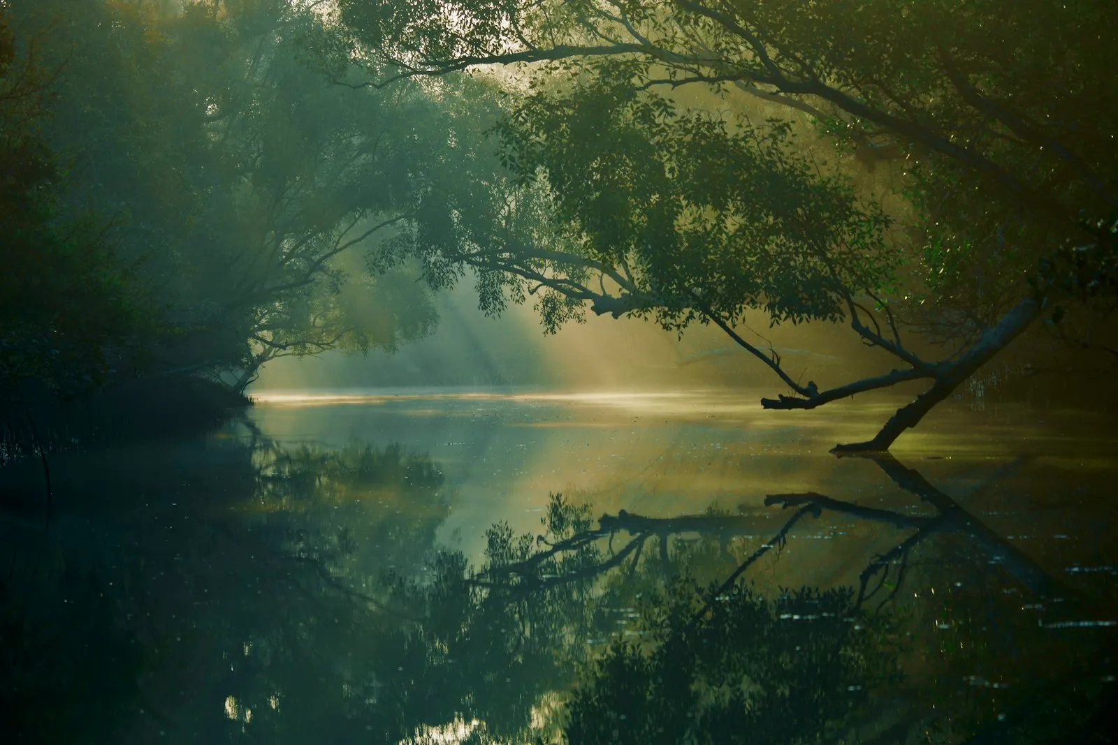 Dense green mangrove forest lining the waterways of the Sundarbans