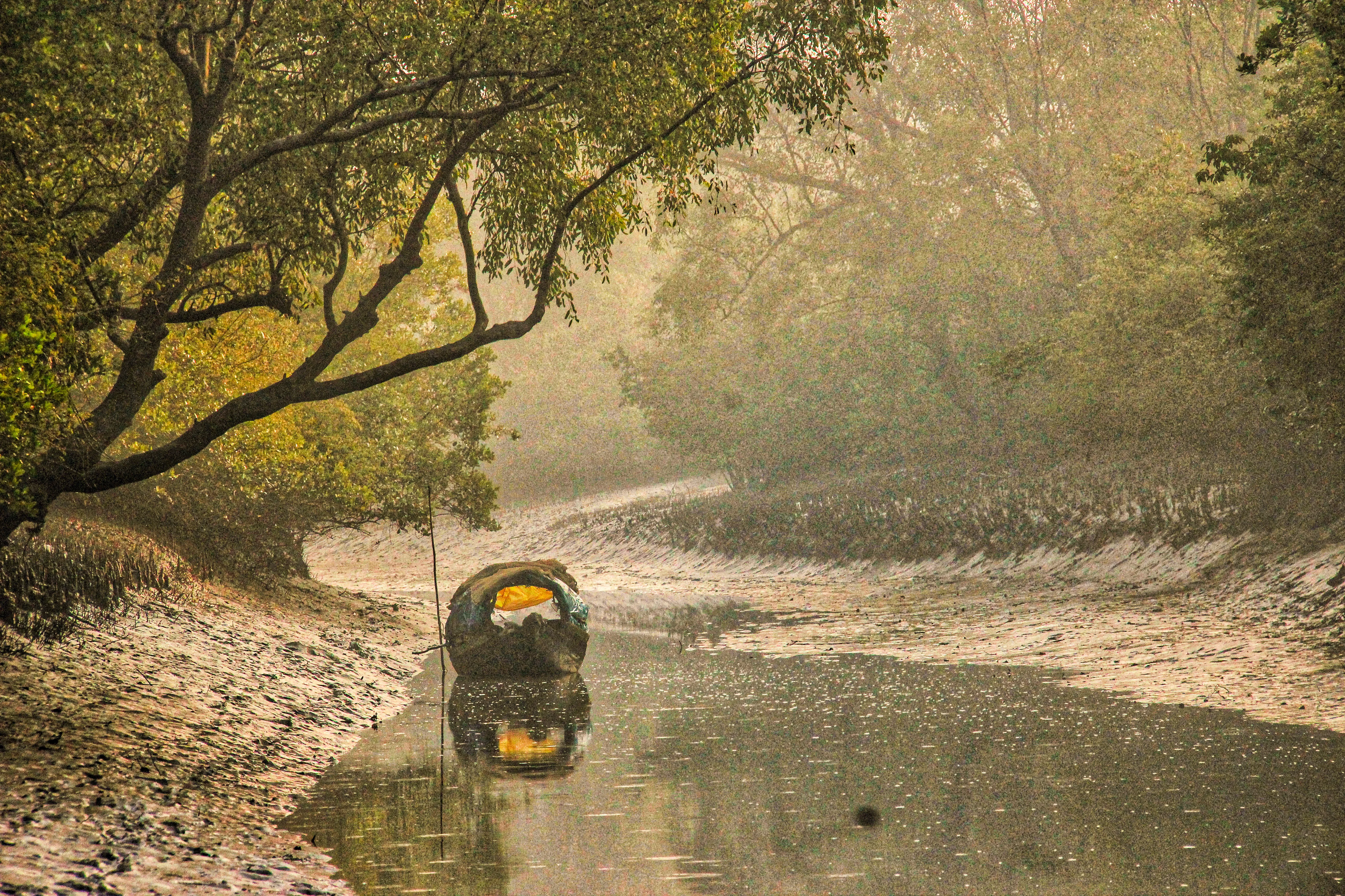 The tidal mangrove forests of the Sundarbans, home of the swimming tiger