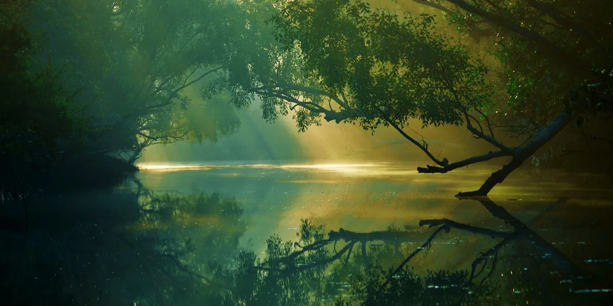 The tidal mangrove forests of the Sundarbans, home of the swimming tiger