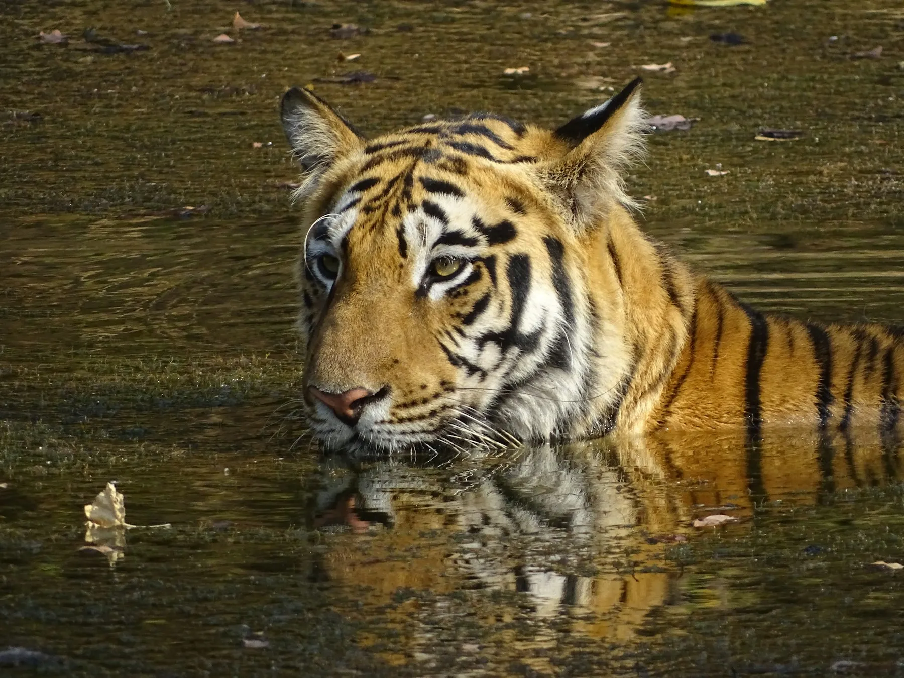 A tiger cooling off in a forest pool in Tadoba Andhari Tiger Reserve