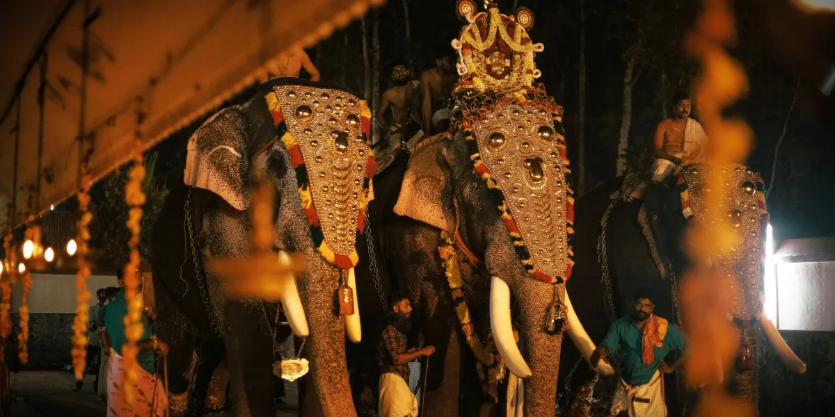 Caparisoned elephants lined up under ceremonial parasols during the Thrissur Pooram