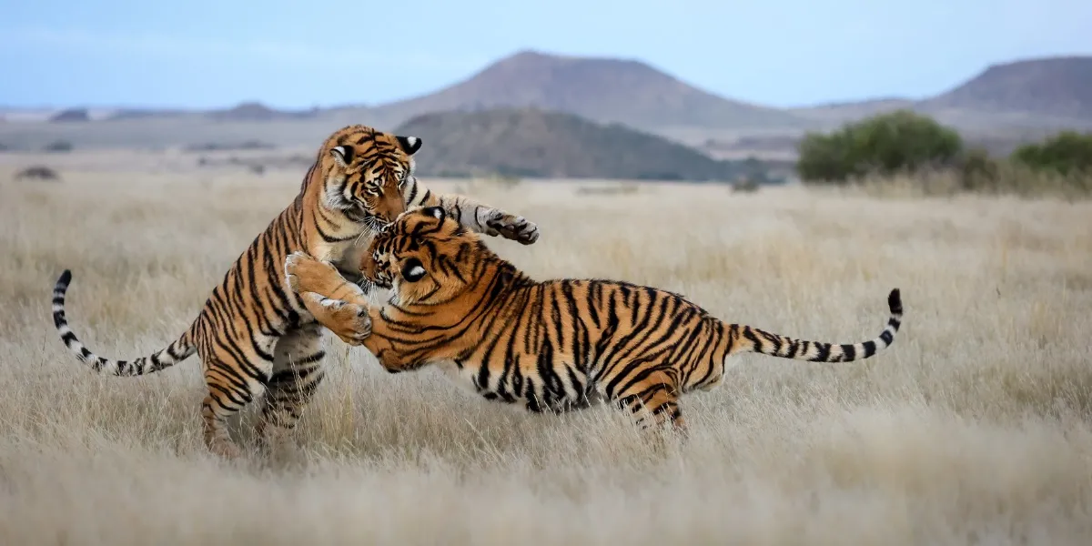 A wild Bengal tiger in dry scrub at Ranthambore National Park