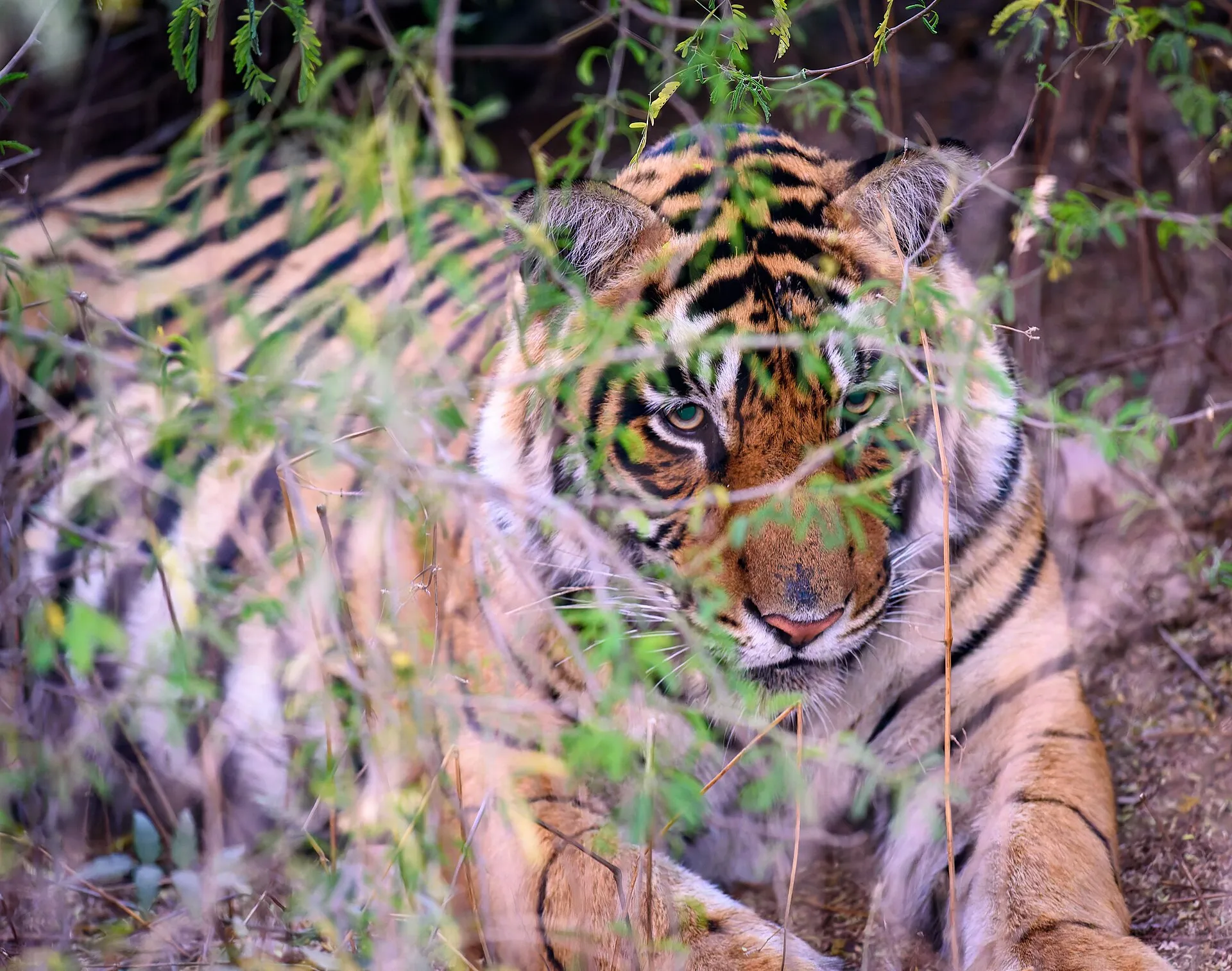 A wild Bengal tiger resting in the brush at Ranthambore National Park