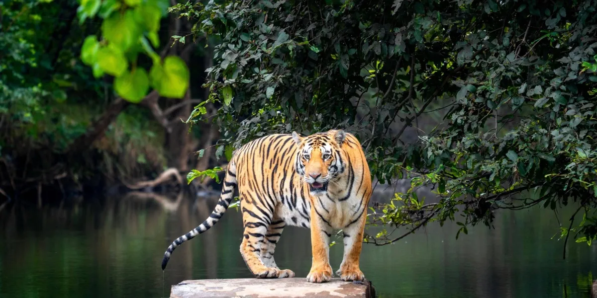 A wild Bengal tiger resting in the brush at Ranthambore National Park