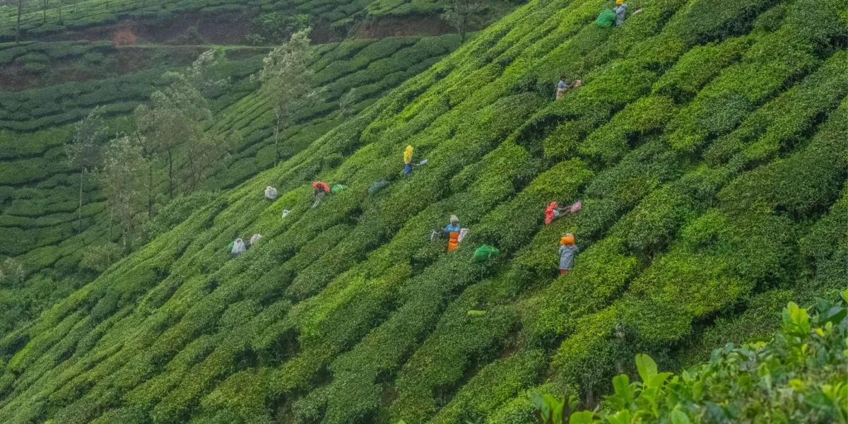 A view across the wooded hills and plantations of Wayanad, Kerala