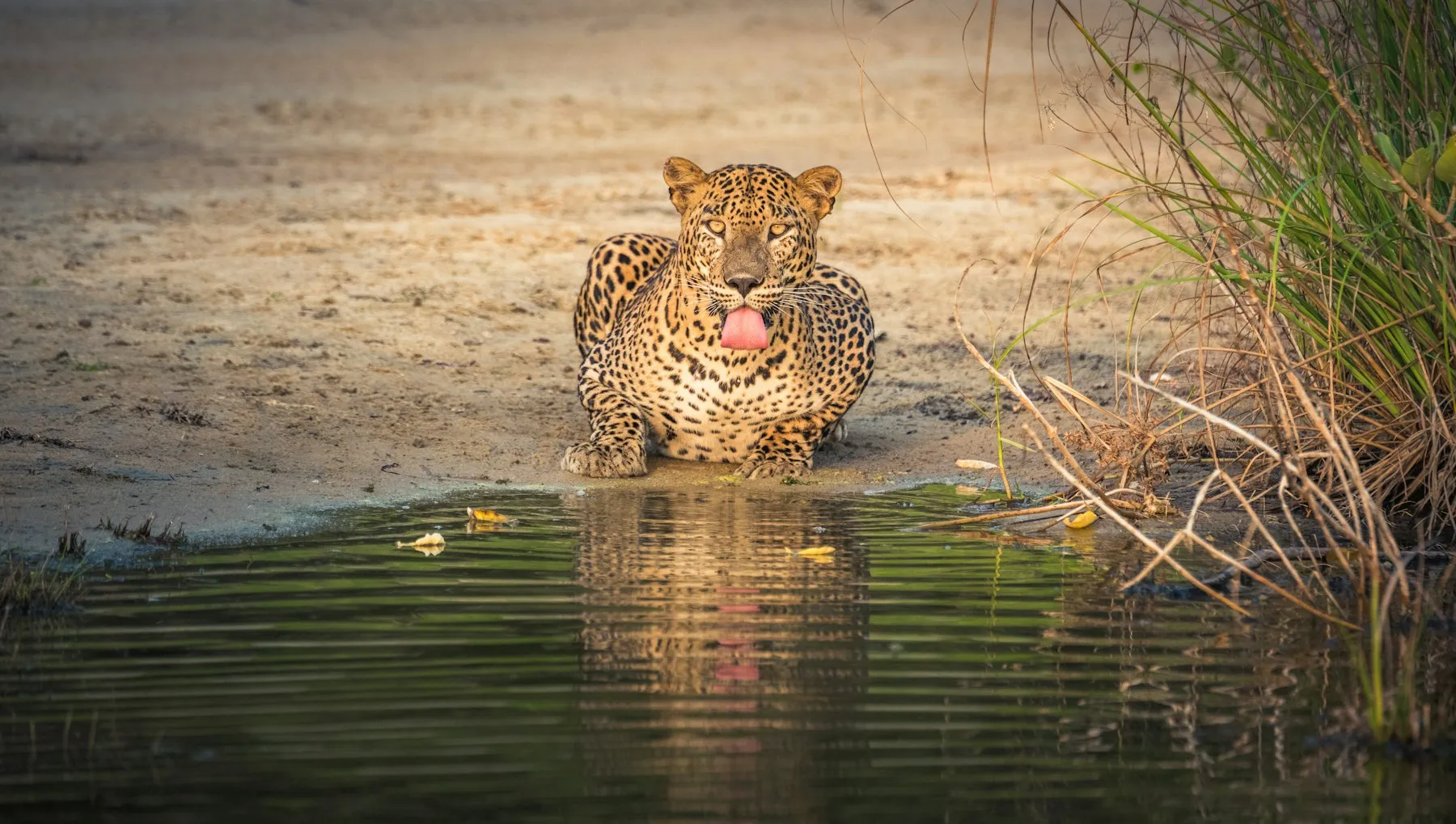 A leopard wading through water in Yala — Sri Lanka's finest leopard country