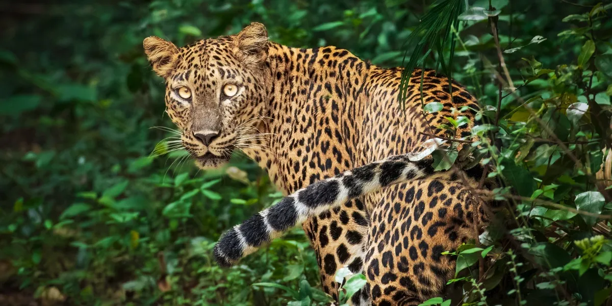 A leopard wading through water in Yala, Sri Lanka's finest leopard country